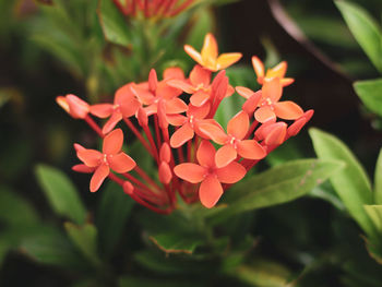 Close-up of red flowering plant