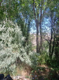 Trees growing in forest