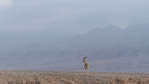 Gazelle, freedom, desert 