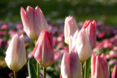 Close-up of pink tulips
