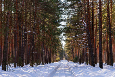 Trees in forest