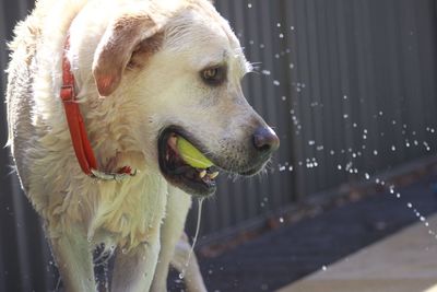 Close-up of dog drinking water