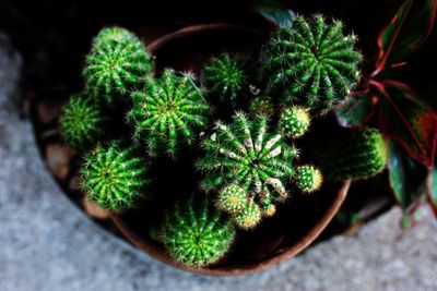 High angle view of potted plants