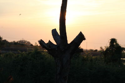 Silhouette tree trunk against sky during sunset