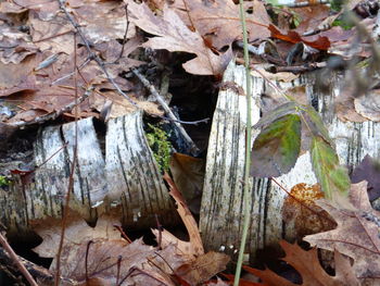 Close-up of plants