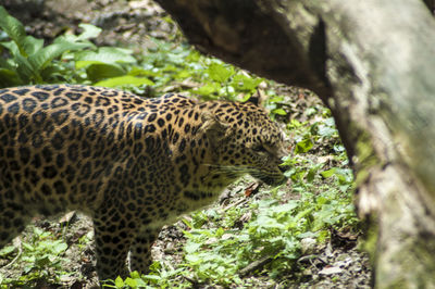 animal
