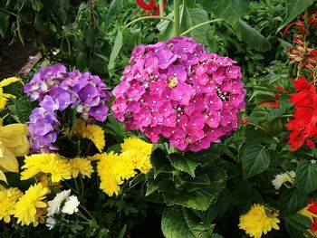 Close-up of pink flowers blooming outdoors