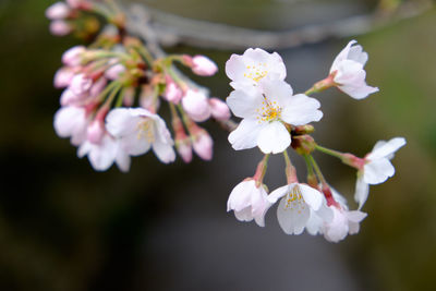 Close-up of white flowers blooming