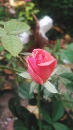 Close-up of pink flower blooming outdoors