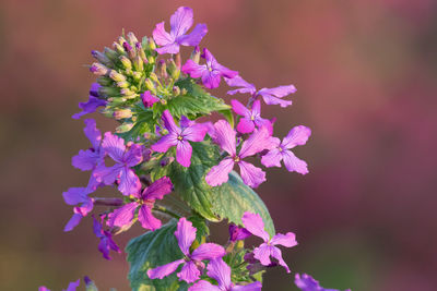 Close up of an honesty flower in bloom