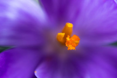 Close-up of purple crocus flower