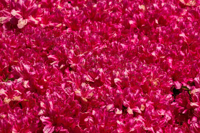 High angle view of pink flowering plant