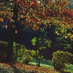 Scenic view of trees