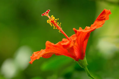 Close-up of red rose flower