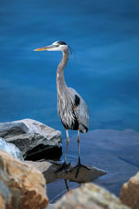 High angle view of gray heron perching on rock by water