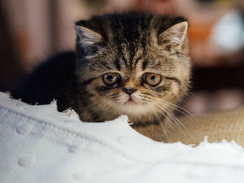 Close-up of tabby kitten