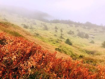 Scenic view of field against sky during autumn