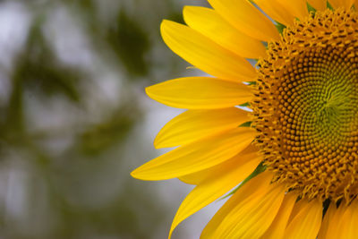 Close-up of yellow sunflower