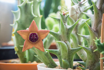 Close-up of succulent plant