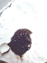 Close-up of snow on leaf during winter