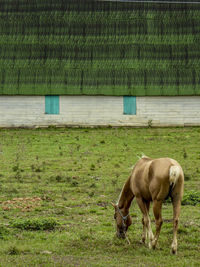 Horse grazing on grassy field