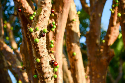 Close-up of blackbarries on tree trunk