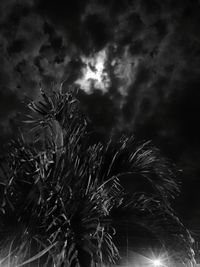 Low angle view of plants against storm clouds