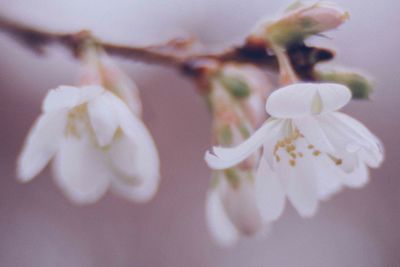 Close-up of white flowers blooming outdoors