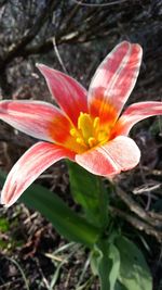 Close-up of pink flower blooming outdoors