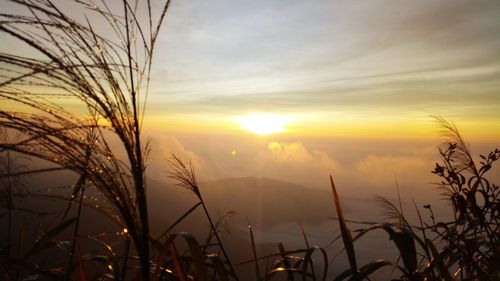 Close-up of silhouette plants on field against sky during sunset