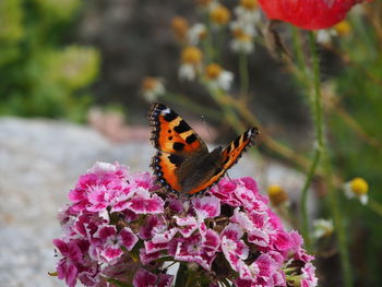 Close-up of butterfly pollinating on purple flower