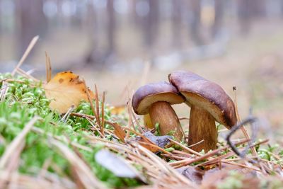 Close-up of mushroom growing on field