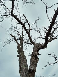 Low angle view of tree against sky