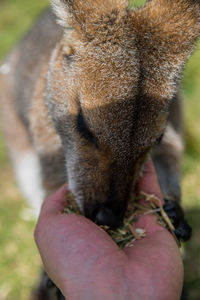 Close-up of hand feeding a kangaroo 