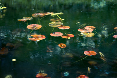 Lily pads growing in lake