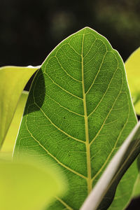 Close-up of green leaves