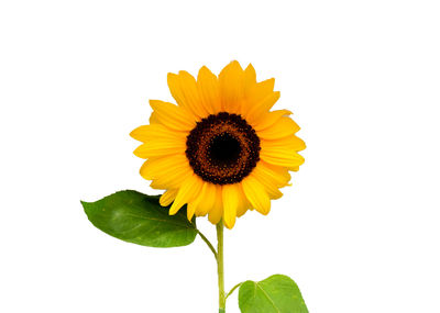 Close-up of sunflower against white background