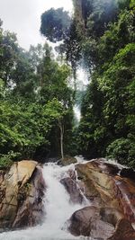 Water splashing on trees against sky