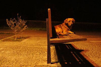 Close-up portrait of dog at night