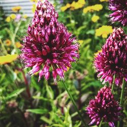 Close-up of pink flowers