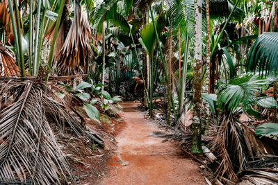 View of palm trees along plants