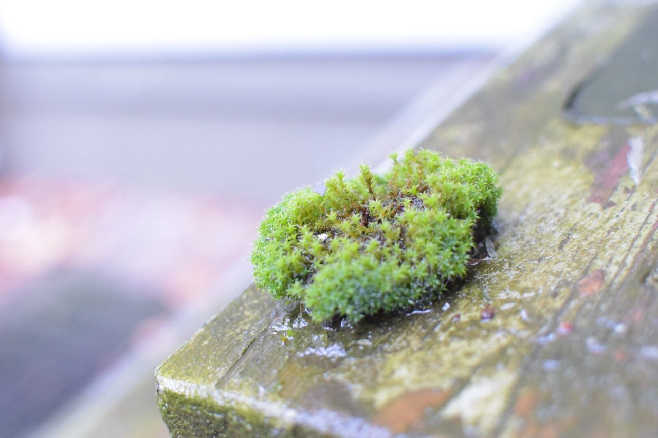 green color, close-up, no people, nature, day, indoors, freshness