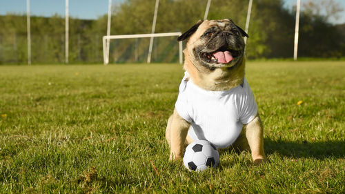 A small dog of the breed pug sits on a soccer field. white t-shirt, used as a mock up for you