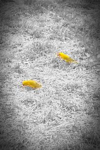 Close-up of yellow flowers