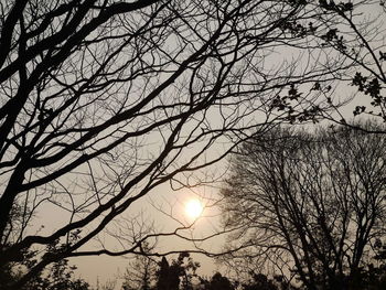 Low angle view of silhouette bare trees against sky