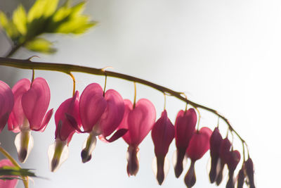 Close-up of pink flowers against white background