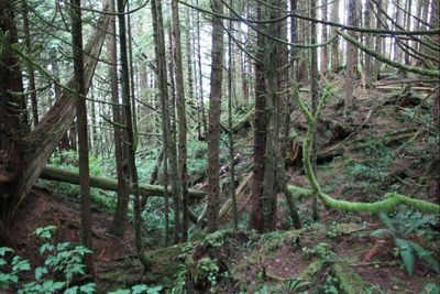 Trees in forest