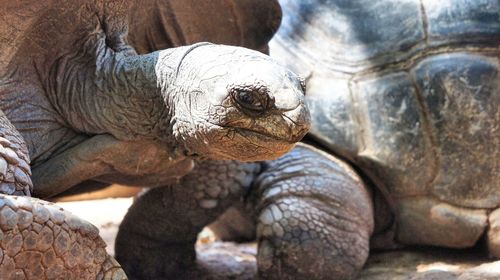 Close-up of turtle on field