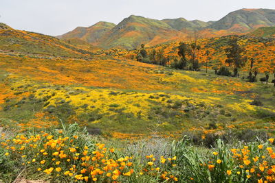 Scenic view of mountains during autumn