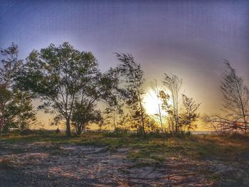 Trees on field against sky during sunset